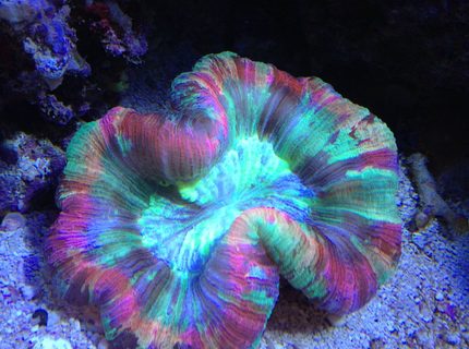 corals inverts - trachyphyllia radiata - wellso folded brain coral stocking in 65 gallons tank - Rainbow trachy corals inverts - trachyphyllia radiata - wellso folded brain coral stocking in 65 gallons tank - Rainbow trachy