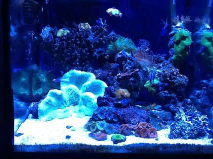 corals inverts stocking in 30 gallons tank - My 30g corals inverts stocking in 30 gallons tank - My 30g