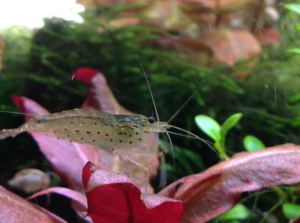 corals inverts - caridina japonica - japonica amano shrimp stocking in 20 gallons tank - Amano shrimp corals inverts - caridina japonica - japonica amano shrimp stocking in 20 gallons tank - Amano shrimp