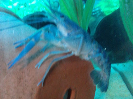 corals inverts - procambarus clarkii - hammers cobalt blue lobster stocking in 15 gallons tank - blue lobster just sitting about corals inverts - procambarus clarkii - hammers cobalt blue lobster stocking in 15 gallons tank - blue lobster just sitting about