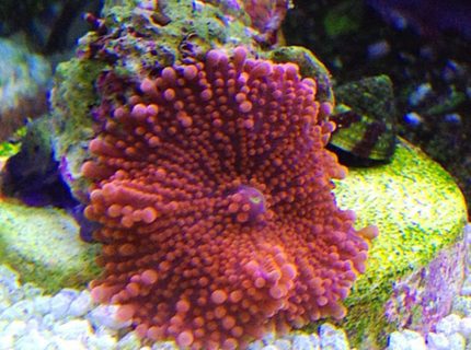 corals inverts - ricordea yuma - flower / ricordea mushroom stocking in 45 gallons tank - pink ricordea yuma corals inverts - ricordea yuma - flower / ricordea mushroom stocking in 45 gallons tank - pink ricordea yuma