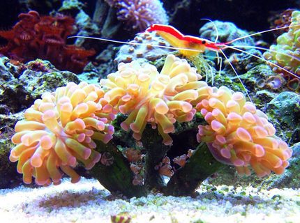 corals inverts - euphyllia parancora - hammer coral, branching stocking in 45 gallons tank - branching hammer corals inverts - euphyllia parancora - hammer coral, branching stocking in 45 gallons tank - branching hammer