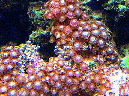 corals inverts - zoanthus sp. - colony polyp, sunrise supernova stocking in 45 gallons tank - zoanthids corals inverts - zoanthus sp. - colony polyp, sunrise supernova stocking in 45 gallons tank - zoanthids