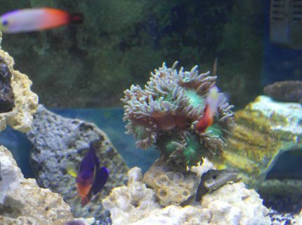 corals inverts - duncanopsammia axifuga - giant green polyp duncan) stocking in 75 gallons tank - Duncan Tree Coral with Friends corals inverts - duncanopsammia axifuga - giant green polyp duncan) stocking in 75 gallons tank - Duncan Tree Coral with Friends