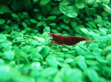 corals inverts - neocaridina denticulata sinensis - red cherry shrimp stocking in 91 gallons tank - the red cherry shrimp.. corals inverts - neocaridina denticulata sinensis - red cherry shrimp stocking in 91 gallons tank - the red cherry shrimp..