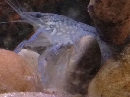 corals inverts - parastacoidea sp. - crayfish stocking in 120 gallons tank - marbled crayfish corals inverts - parastacoidea sp. - crayfish stocking in 120 gallons tank - marbled crayfish