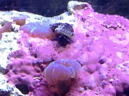 corals inverts - calcinus laevimanus - dwarf zebra hermit crab stocking in 55 gallons tank - Crab corals inverts - calcinus laevimanus - dwarf zebra hermit crab stocking in 55 gallons tank - Crab