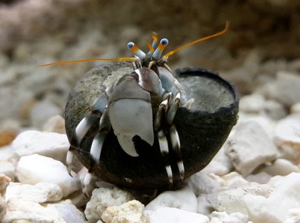 corals inverts - calcinus laevimanus - dwarf zebra hermit crab stocking in 125 gallons tank - Whatchu lookin' at? corals inverts - calcinus laevimanus - dwarf zebra hermit crab stocking in 125 gallons tank - Whatchu lookin' at?