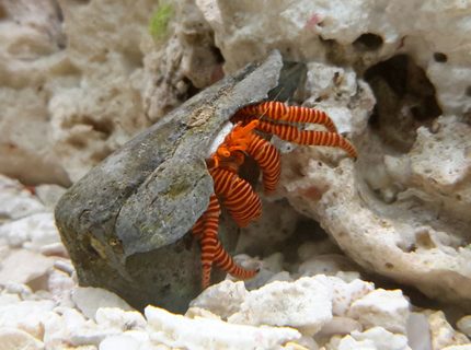 corals inverts - ciliopagurus strigatus - halloween hermit crab stocking in 125 gallons tank - Halloween Crab corals inverts - ciliopagurus strigatus - halloween hermit crab stocking in 125 gallons tank - Halloween Crab