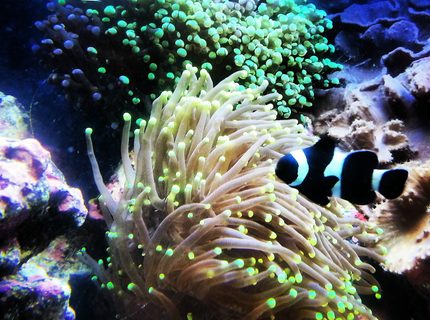 corals inverts - euphyllia paradivisa - frogspawn coral, thin branched stocking in 30 gallons tank - Frog spawn and torch coral with clown fish corals inverts - euphyllia paradivisa - frogspawn coral, thin branched stocking in 30 gallons tank - Frog spawn and torch coral with clown fish