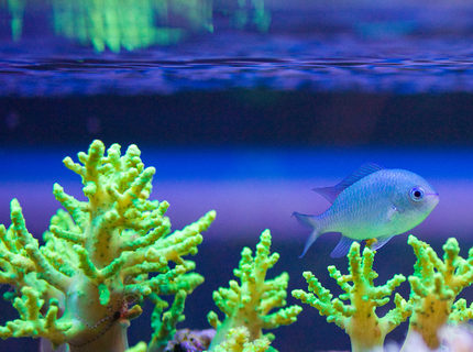 Rated #6: Corals Inverts Stocking In 52 Gallons Tank - This my Green Chromis Damsel Rated #6: Corals Inverts Stocking In 52 Gallons Tank - This my Green Chromis Damsel
