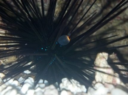 Rated #7: Corals Inverts - Diadema Setosum - Longspine Urchin, Black Stocking In 40 Gallons Tank - long spine urchin Rated #7: Corals Inverts - Diadema Setosum - Longspine Urchin, Black Stocking In 40 Gallons Tank - long spine urchin