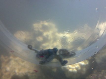 corals inverts stocking in 40 gallons tank - my octopus the day i got him
R.I.P. Octopus Prime corals inverts stocking in 40 gallons tank - my octopus the day i got him
R.I.P. Octopus Prime