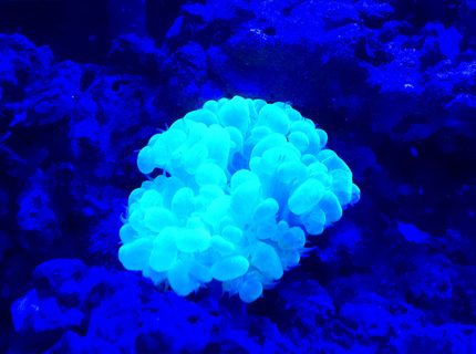 Rated #4: Corals Inverts Stocking In 50 Gallons Tank - New bubble coral Rated #4: Corals Inverts Stocking In 50 Gallons Tank - New bubble coral