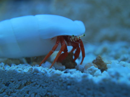 Rated #1: Corals Inverts Stocking In 90 Gallons Tank - Redlegged Hermit Rated #1: Corals Inverts Stocking In 90 Gallons Tank - Redlegged Hermit