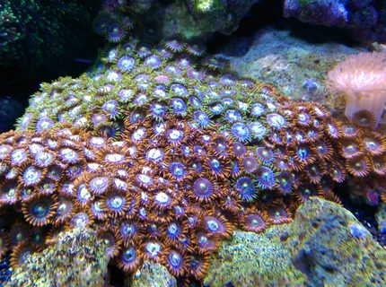 Rated #2: Corals Inverts Stocking In 75 Gallons Tank - fire and ice zoas and a similar looking colony of green and blue... not sure what they are called Rated #2: Corals Inverts Stocking In 75 Gallons Tank - fire and ice zoas and a similar looking colony of green and blue... not sure what they are called