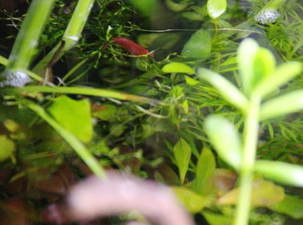 Rated #6: Corals Inverts Stocking In 15 Gallons Tank - shrimp Rated #6: Corals Inverts Stocking In 15 Gallons Tank - shrimp