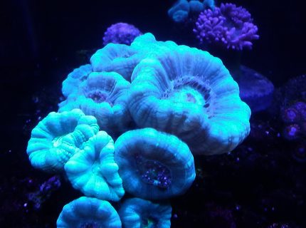 corals inverts stocking in 10 gallons tank - Candy canes corals inverts stocking in 10 gallons tank - Candy canes