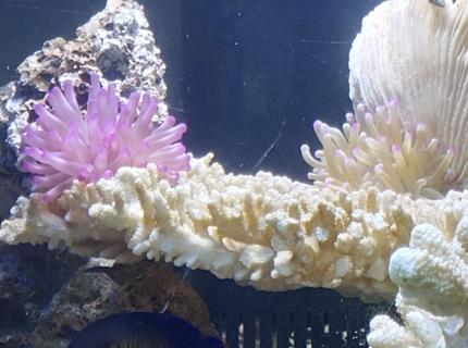 corals inverts stocking in 125 gallons tank - 2 Happy Nems corals inverts stocking in 125 gallons tank - 2 Happy Nems