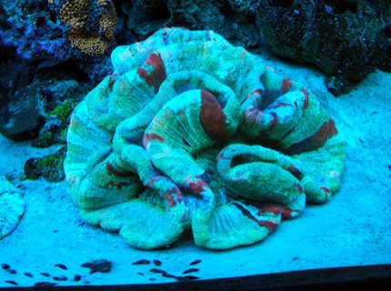 corals inverts - trachyphyllia radiata - brain coral, wellsophyllia stocking in 160 gallons tank - Large Open Brain under actinics corals inverts - trachyphyllia radiata - brain coral, wellsophyllia stocking in 160 gallons tank - Large Open Brain under actinics