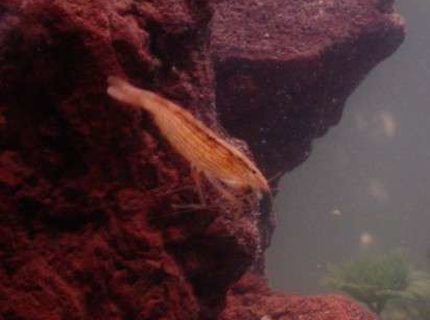 corals inverts - atyopsis moluccensis - bamboo shrimp stocking in 90 gallons tank - One of our Flower Shrimp. corals inverts - atyopsis moluccensis - bamboo shrimp stocking in 90 gallons tank - One of our Flower Shrimp.