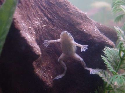 corals inverts - hymenochirus boettgeri - african dwarf frog stocking in 90 gallons tank - James Dean, 1 of our 3 African Dwarf Frogs. corals inverts - hymenochirus boettgeri - african dwarf frog stocking in 90 gallons tank - James Dean, 1 of our 3 African Dwarf Frogs.