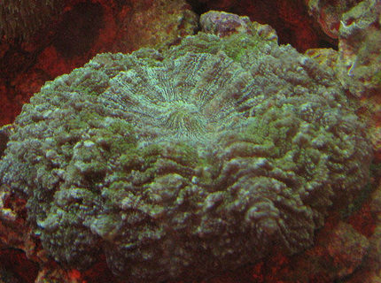corals inverts - scolymia wellsi - artichoke coral stocking in 110 gallons tank - Artichoke Coral corals inverts - scolymia wellsi - artichoke coral stocking in 110 gallons tank - Artichoke Coral
