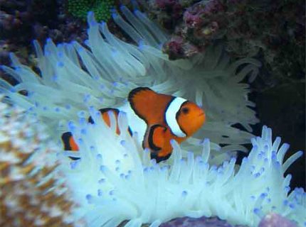 Rated #9: Corals Inverts - Condylactis Gigantea - Condy Anemone Stocking In 160 Gallons Tank - Clownfish in Sebea Anenomea Rated #9: Corals Inverts - Condylactis Gigantea - Condy Anemone Stocking In 160 Gallons Tank - Clownfish in Sebea Anenomea
