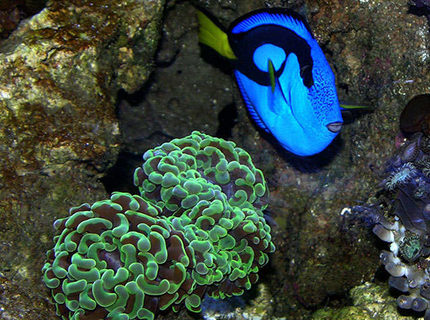 Rated #4: Corals Inverts - Euphyllia Ancora - Hammer / Anchor Coral Stocking In 170 Gallons Tank - A vivid Blue Tang next to an Anchor Coral. Rated #4: Corals Inverts - Euphyllia Ancora - Hammer / Anchor Coral Stocking In 170 Gallons Tank - A vivid Blue Tang next to an Anchor Coral.