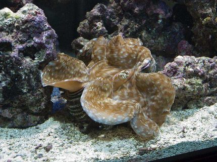 corals inverts - tridacna maxima - gold maxima clam stocking in 190 gallons tank - Gold Maxima Clam corals inverts - tridacna maxima - gold maxima clam stocking in 190 gallons tank - Gold Maxima Clam