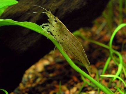 corals inverts - caridina japonica - amano shrimp stocking in 20 gallons tank - Amano Shrimp corals inverts - caridina japonica - amano shrimp stocking in 20 gallons tank - Amano Shrimp
