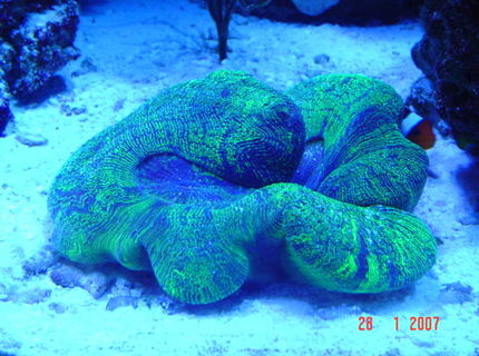 corals inverts - trachyphyllia radiata - brain coral, wellsophyllia stocking in 110 gallons tank - green brain, our clown fish home! corals inverts - trachyphyllia radiata - brain coral, wellsophyllia stocking in 110 gallons tank - green brain, our clown fish home!