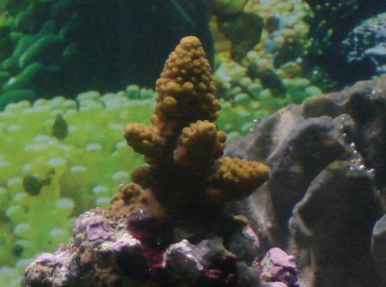 corals inverts - acropora formosa - midnight staghorn acropora coral stocking in 125 gallons tank - hard coral corals inverts - acropora formosa - midnight staghorn acropora coral stocking in 125 gallons tank - hard coral