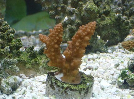 corals inverts - acropora formosa - midnight staghorn acropora coral stocking in 125 gallons tank - hard coral corals inverts - acropora formosa - midnight staghorn acropora coral stocking in 125 gallons tank - hard coral