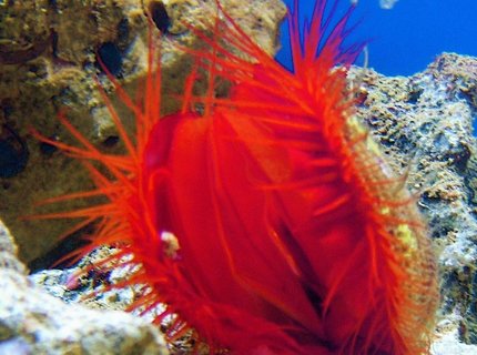 corals inverts - lima scabra - flame scallop stocking in 120 gallons tank - my flame scallop corals inverts - lima scabra - flame scallop stocking in 120 gallons tank - my flame scallop