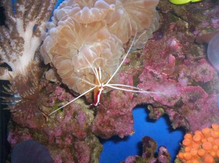 corals inverts - nemanzophyllia turbida - fox coral stocking in 55 gallons tank - 2008 corals inverts - nemanzophyllia turbida - fox coral stocking in 55 gallons tank - 2008