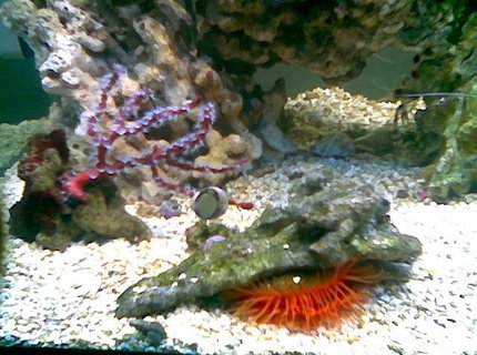 corals inverts - lima scabra - flame scallop stocking in 75 gallons tank - red deepwater gorgonian / flaming scalop corals inverts - lima scabra - flame scallop stocking in 75 gallons tank - red deepwater gorgonian / flaming scalop