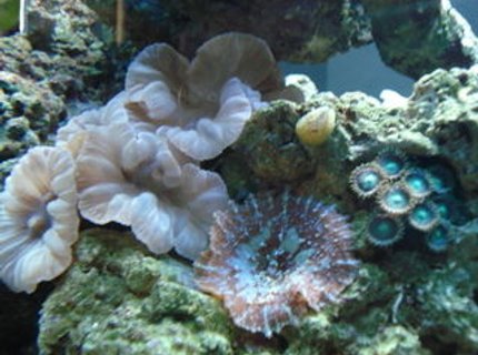 corals inverts - nemanzophyllia turbida - fox coral stocking in 120 gallons tank - Fox coral, mushroom, polyps... corals inverts - nemanzophyllia turbida - fox coral stocking in 120 gallons tank - Fox coral, mushroom, polyps...