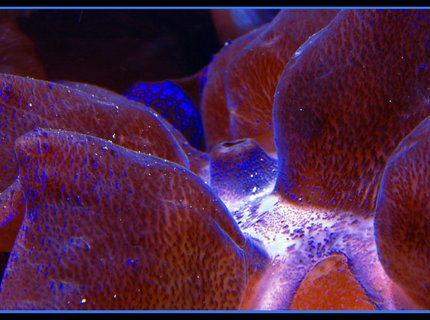 corals inverts - tridacna crocea - crocea clam stocking in 125 gallons tank - Purple Crocea clam close up corals inverts - tridacna crocea - crocea clam stocking in 125 gallons tank - Purple Crocea clam close up