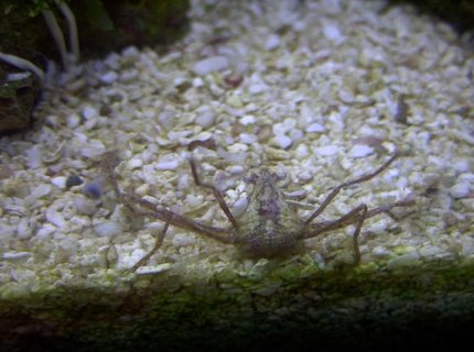 corals inverts - stenorhynchus seticornis - arrow crab stocking in 14 gallons tank - Frilly Arrow Crab corals inverts - stenorhynchus seticornis - arrow crab stocking in 14 gallons tank - Frilly Arrow Crab