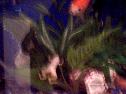corals inverts - xenopus laevis - albino clawed frog stocking in 45 gallons tank - and whodini (african Claw frog) escape artist corals inverts - xenopus laevis - albino clawed frog stocking in 45 gallons tank - and whodini (african Claw frog) escape artist