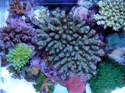 corals inverts - acropora clathrata - green & purple table acropora coral stocking in 120 gallons tank - Table like acro corals inverts - acropora clathrata - green & purple table acropora coral stocking in 120 gallons tank - Table like acro