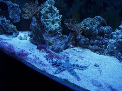 corals inverts - archaster typicus - archaster starfish - Archaster starfish corals inverts - archaster typicus - archaster starfish - Archaster starfish