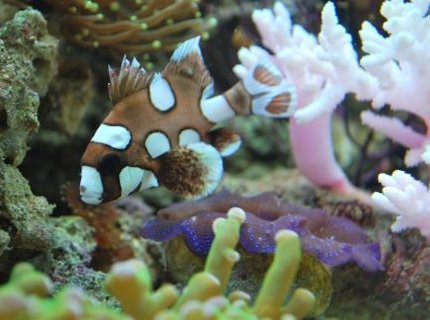 corals inverts - tridacna crocea - crocea clam stocking in 60 gallons tank - My favorite clown fish of all - My
Sweet Lips -
(IF YOU DO NOT LIKE OUR PICTURES THEN YOU DO NOT HAVE TO LOOK AT THEM, BUT VOTING 0 IS VERY NEGATIVE ON YOUR PART) PLEASE JUST MOVE ON - THANKS!!!! corals inverts - tridacna crocea - crocea clam stocking in 60 gallons tank - My favorite clown fish of all - My
Sweet Lips -
(IF YOU DO NOT LIKE OUR PICTURES THEN YOU DO NOT HAVE TO LOOK AT THEM, BUT VOTING 0 IS VERY NEGATIVE ON YOUR PART) PLEASE JUST MOVE ON - THANKS!!!!