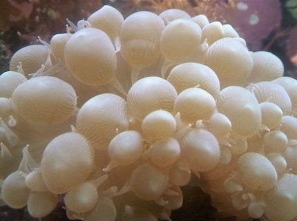 corals inverts - plerogyra sinuosa - bubble coral, green stocking in 10 gallons tank - close up of bubble coral corals inverts - plerogyra sinuosa - bubble coral, green stocking in 10 gallons tank - close up of bubble coral