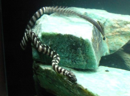 corals inverts - acrochordus granulatus - little file snake stocking in 75 gallons tank - Little File Snake corals inverts - acrochordus granulatus - little file snake stocking in 75 gallons tank - Little File Snake
