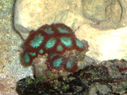 corals inverts - blastomussa merletti - australian big polyp blastomussa stocking in 114 gallons tank - BLASTOMUSSA WELLSI corals inverts - blastomussa merletti - australian big polyp blastomussa stocking in 114 gallons tank - BLASTOMUSSA WELLSI