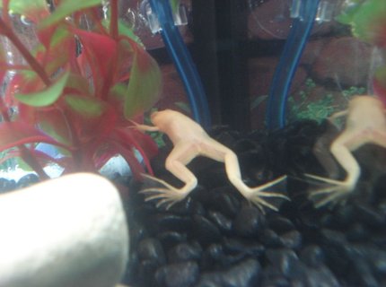 corals inverts - xenopus laevis - albino clawed frog stocking in 10 gallons tank - My Albino African Clawed Frog. corals inverts - xenopus laevis - albino clawed frog stocking in 10 gallons tank - My Albino African Clawed Frog.