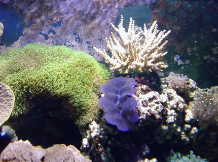 corals inverts - tridacna crocea - crocea clam, second grade stocking in 75 gallons tank - whitestar polyps and clam corals inverts - tridacna crocea - crocea clam, second grade stocking in 75 gallons tank - whitestar polyps and clam