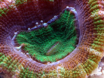 corals inverts - acanthastrea echinata - acan brain coral stocking in 210 gallons tank - Acan close up corals inverts - acanthastrea echinata - acan brain coral stocking in 210 gallons tank - Acan close up